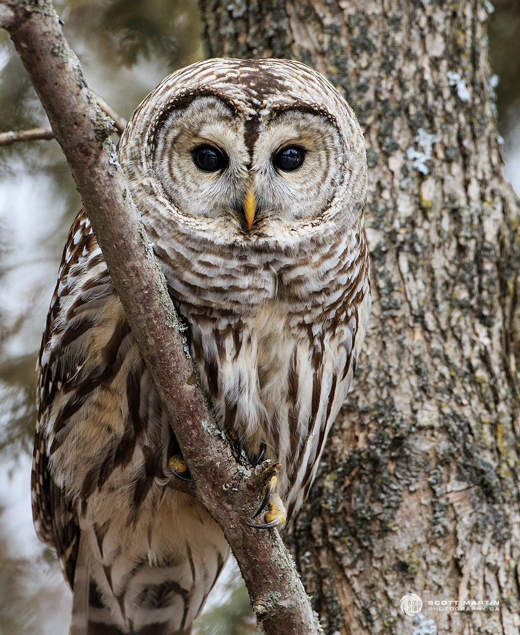 Barred Owl Scott Martin Photography