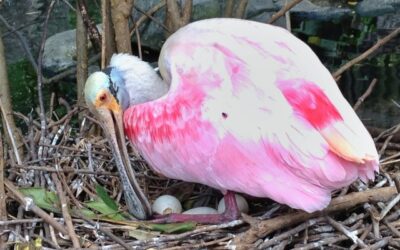 Nesting Roseate Spoonbill