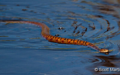 Wildlife in Orlando Wetlands Park