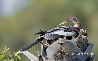 Anhinga, The “Water Turkey”