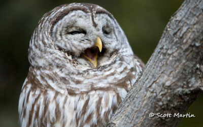 Barred Owl and an iPad