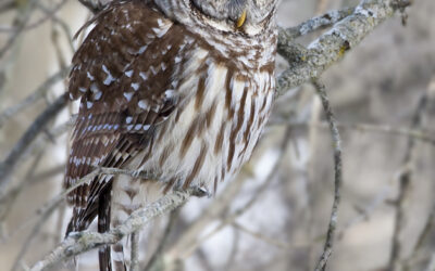 Barred Owl