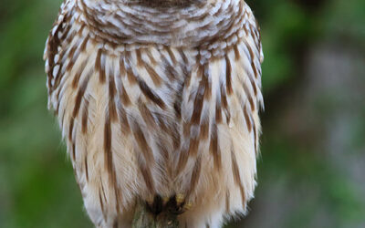 Barred Owl – Presqu’ile Provincial Park, Ontario