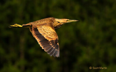 American Bittern – Orlando Wetlands Park