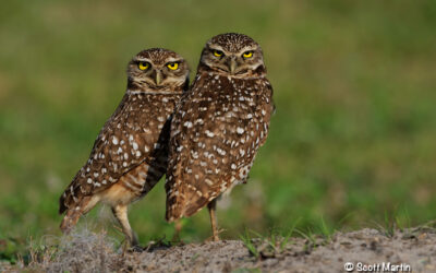 Burrowing Owls – Hollywood Florida USA