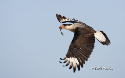 The Viera Wetlands, Florida’s Best Spot for Bird Photography