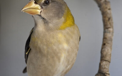 The Locally Rare Evening Grosbeak, Coccothraustes vespertinus