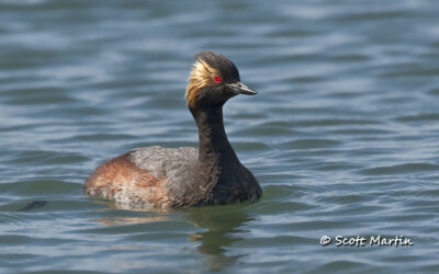 Eared Grebe