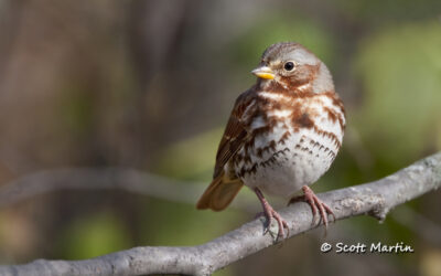 Fox Sparrow