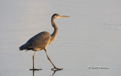 Great Blue Heron