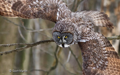 Great Gray Owl In Flight