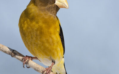 Male Evening Grosbeaks and Death of a Northern Hawk Owl