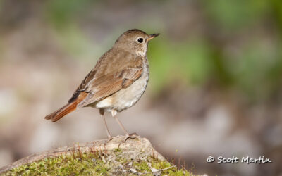 Hermit Thrush from Thicksons Woods