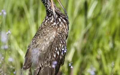 The Limpkin, A Species of Special Concern in Florida