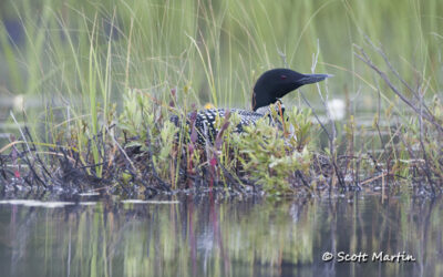 Common Loon Family in Algonquin Provincial Park, Ontario