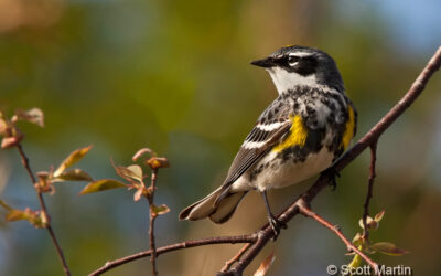 The Spring Migrants Are Returning