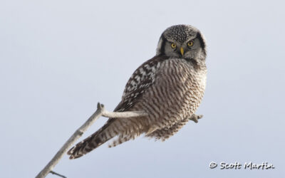 Northern Hawk Owl