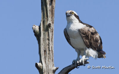 Osprey From Florida, Part Two