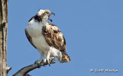 Osprey, Viera Wetlands Florida