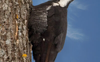 Pileated Woodpecker