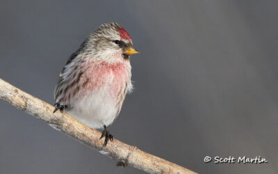 Common Redpoll, Carduelis flammea – A Pretty Little Bird