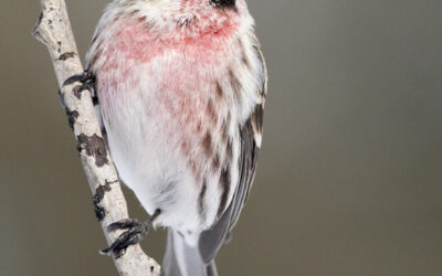 Common Redpoll, Brown Thrasher and Wood Thrush