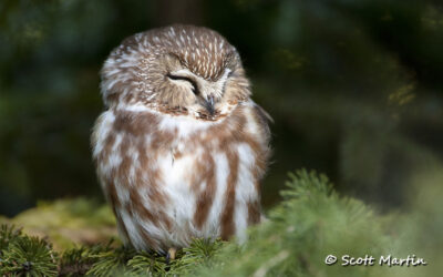 Northern Saw-Whet Owl and Friends