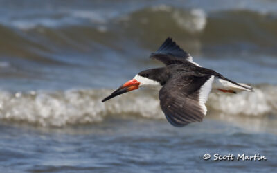 Black Skimmer, Merritt Island NWR in Florida