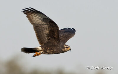 Snail Kites In Flight Over Lake Toho, Florida