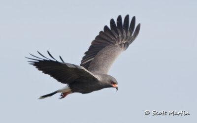 Florida Snail Kites from Lake Toho – The Last Installment