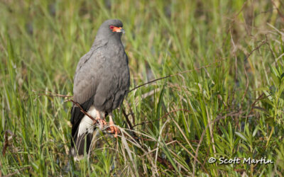 Snail Kites From Big Lake Toho