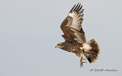 Snail Kites In Flight, Lake Toho Florida