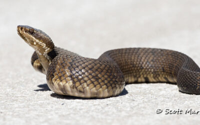 Water Moccasin, Viera Wetlands, Florida