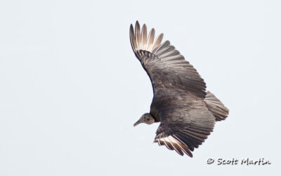 Vultures of the Black and Turkey Variety