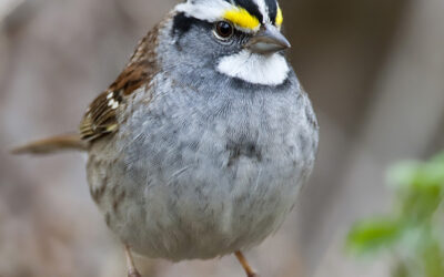 White Throated Sparrow