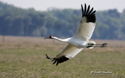 Whooping Cranes & Snail Kites – Rare Florida Birds