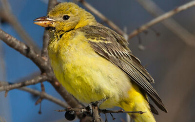 Western Tanager