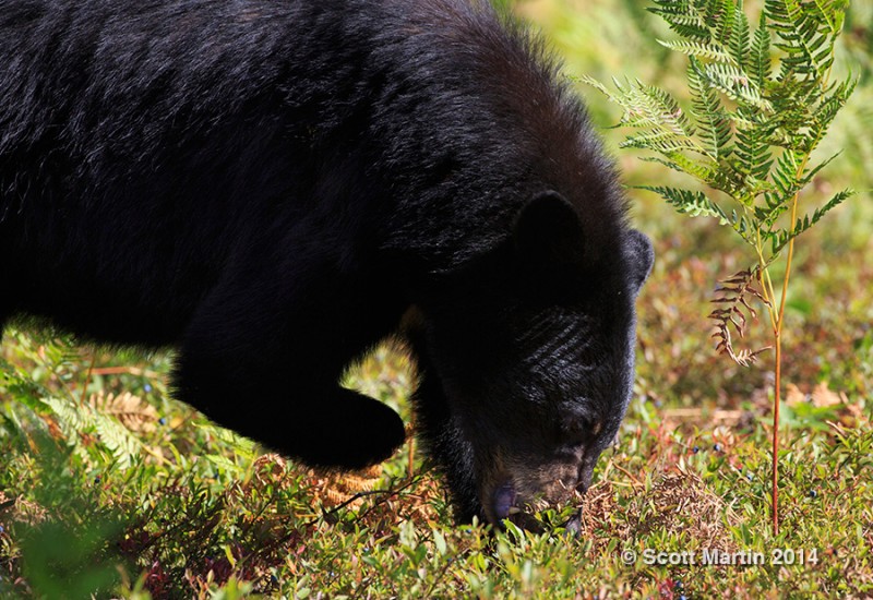 Black Bear in Algonquin Provincial Park | Scott Martin Photography